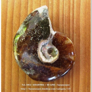 ฟอสซิลหอยแอมโมไนต์