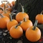 ฟักทองสมอลชูก้า - Small Sugar Pumpkin
