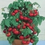 มะเขือเทศเตี้ย ไทนี่ ทิม - Tiny Tim Tomato