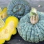 ฟักทองมารีน่า - Marina di chioggia squash