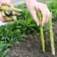 หน่อไม้ฝรั่ง พันธุ์เมรี่ วอชิงตัน - Mary Washington Asparagus