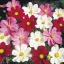 ดาวกระจายเซนเซชั่น - Sensation Cosmos