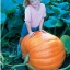 (Whole 1 oz) ฟักทอง บิ๊กแม็กซ์ - Big Max Giant Pumpkin