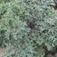 เคล เมดูซ่า - Medusa Kale Seed