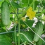 แตงกวาบอสตัน - Boston Pickling Cucumber
