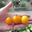 มะเขือเทศโกลด์นักเก็ท - Gold Nugget Tomato Seed