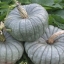 ฟักทองควีนแลนด์บูล - Queensland Blue Pumpkin
