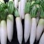 เรดิส ไดคอนญี่ปุ่น - Japanese Minowase Daikon Radish