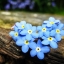 ดอกอย่าลืมฉัน - Forget Me Not Flower