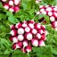 แรดิช สปาร์คเลอร์ ไวท์ทิป - Sparkler White Tip Radish