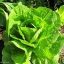 ผักสลัด ปารีสไอแลนด์ - Parris Island Cos Romaine Lettuce