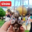 A ไอ้ไข่ ของเก๊ มีออกมาทุกรุ่น จนถึงสรงน้ำ 63 ลองศึกษาเป็นแนวทาง