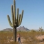 กระบองเพชร ซากัวโร่ - Arizona Saguaro Cactus Seeds