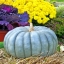 ฟักทองควีนแลนด์บูล - Queensland Blue Pumpkin