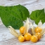 แคปกูสเบอรี่ - Cape gooseberry