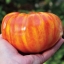 มะเขือเทศเรนโบว์ - Rainbow Tomato