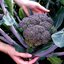 เมล็ดพันธุ์ บล็อคโคลี่สีม่วง Purple Magic Broccoli F1 Seed
