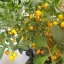 พริกไบควินโฮสีเหลือง - Yellow Biquinho Pepper