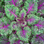 เมล็ดพันธุ์เคล มิดไนท์ซัน - Midnight Sun Kale Seed