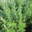 โรสแมรี่ - Rosemary Herb