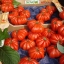 มะเขือเทศ คอสโตลูโต - Costoluto Tomato