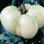 มะเขือเทศเกรทไวท์ - Great white tomato