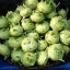 (Whole 1 Oz) กะหล่ำปมสีเขียว - Green Vienna Kohlrabi