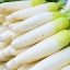 เรดิส ไดคอนญี่ปุ่น - Japanese Minowase Daikon Radish