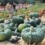 ฟักทองมารีน่า - Marina di chioggia squash