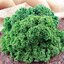 เมล็ดพันธุ์เคล ปริซึม Prizm Kale F1 Seed 15 เมล็ด