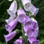ดอกฟ็อกโกลฟ์ คละสี - Mixed Foxglove Flower
