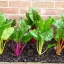 สวิสชาร์ตสีส้ม - Orange Swiss chard