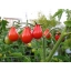 มะเขือเทศลูกแพร สีแดง - Red Pear Tomato
