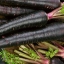 แครอทดำ แบล็คเนบิวล่า - Black Nebula Carrot