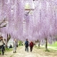 วิสทีเรียสีม่วง - Purple Wisteria