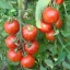 มะเขือเทศเสือ - Tigerella Tomato
