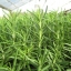 โรสแมรี่ - Rosemary Herb
