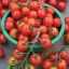 มะเขือเทศ สวีทมิลเลี่ยน - Sweet Million Tomato F1