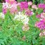 ดอกคลีโอเม่ สไปเดอร์แพลนท์ คละสี - Spider Plants Cleome Flower