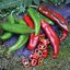 เมล็ดพันธุ์ พริกนูเม็ก โจอีพาร์คเกอร์ Nu Mex Joe E Parker Pepper Seed