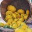 (Whole 1 Oz) ฟักทองจานบินสีเหลือง - Golden bush scallop squash