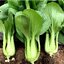 เมล็ดพันธุ์ กวางตุ้งฮ่องเต้ หัวลู่ Hualu Green Pakchoi F1 Seed