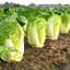 เมล็ดพันธุ์ ผักกาดขาว โอเอซิสไวท์ Oasis White Chinese Cabbage F1 Seed