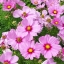 ดาวกระจายสีชมพู - Pink Cosmos Flower
