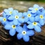 (Whole 1 Oz) ดอกฟอร์เก็ตมีน็อต - Forget Me Not Flower