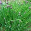 ต้นหอมฝรั่ง(ไชว์ส) - Common Chives