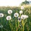 เมล็ดพันธุ์ แดนดิไลออน Dandelion Seed