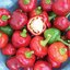 เมล็ดพันธุ์ พริกหวาน เชอรี่ - Cherry Sweet Pepper Seed
