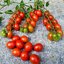 เมล็ดพันธุ์ มะเขือเทศ ชูการ์รัช Sugar Rush F1 Tomato Seed