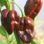 พริกฮาบาเนโร่สีน้ำตาล - Chocolate Habanero Pepper